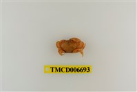 藏品(光輝圓扇蟹)的圖片